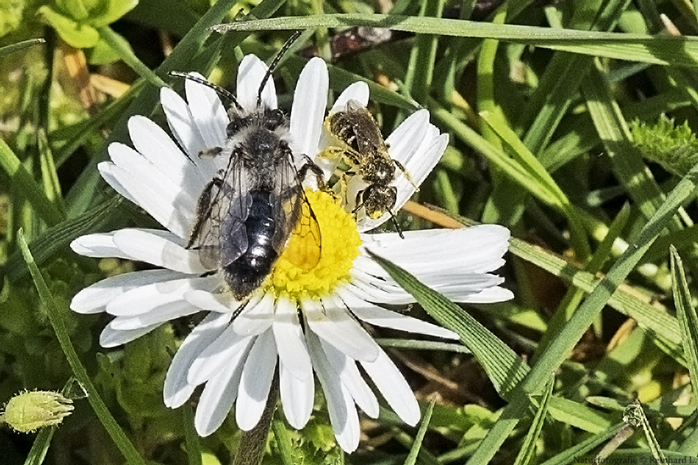 Treffpunkt Gänseblümchen