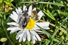 Treffpunkt Gänseblümchen