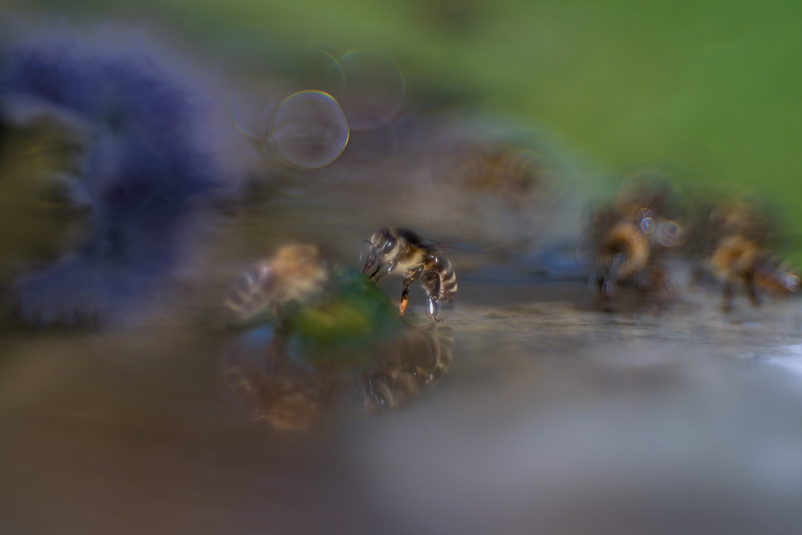 Treffpunkt "Insekten-Bar"