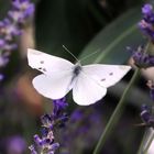 Treffpunkt Lavendel 1