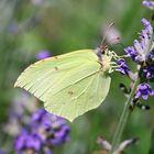 Treffpunkt Lavendel 4