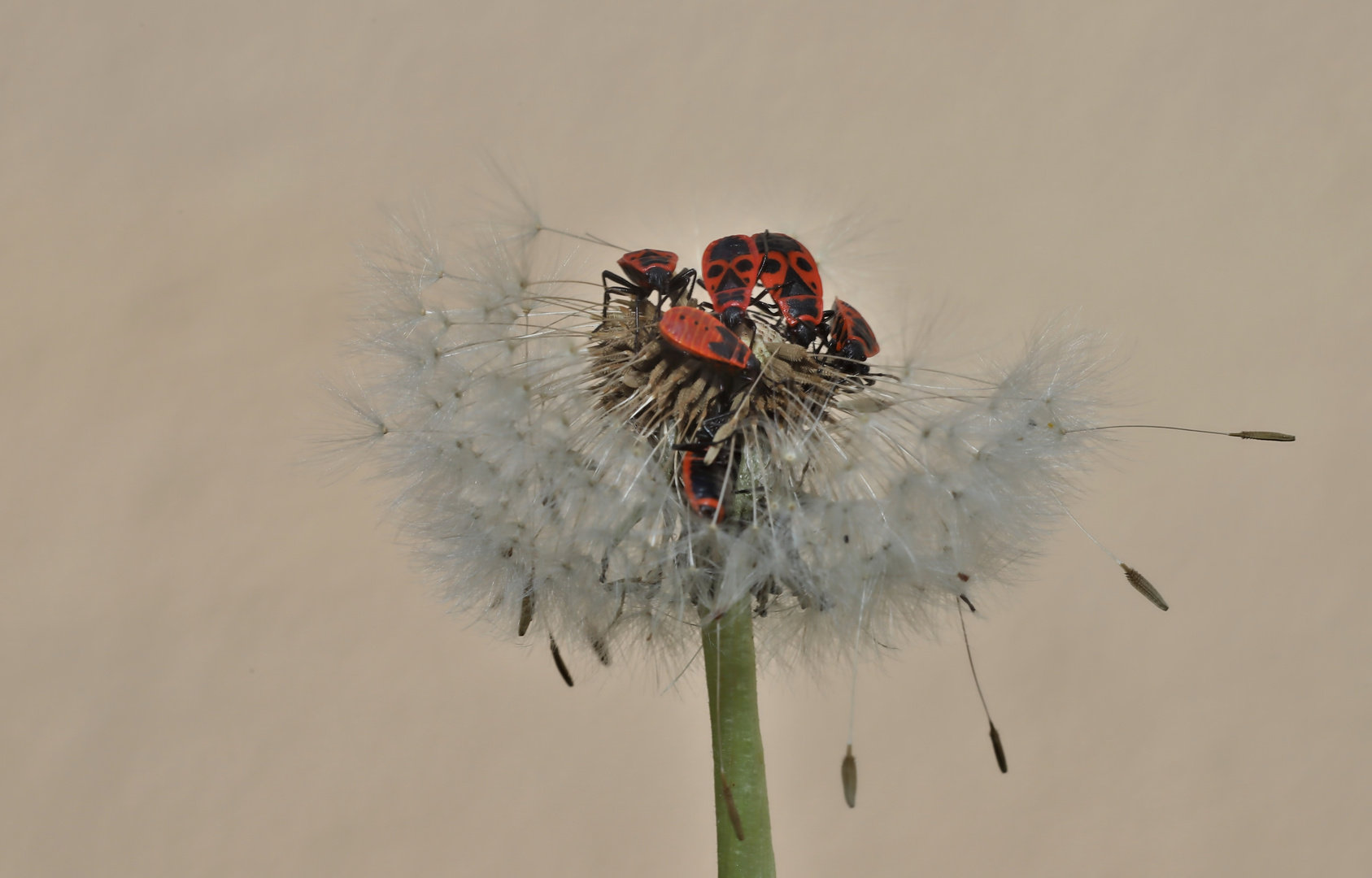 Treffpunkt Pusteblume