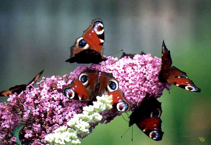 Treffpunkt Sommerflieder