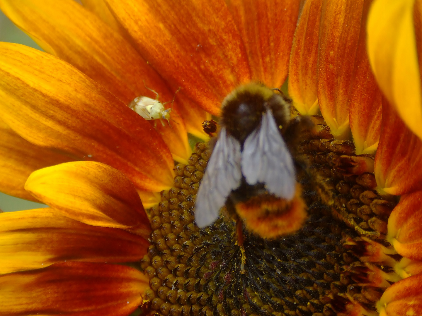 Treffpunkt Sonnenblume