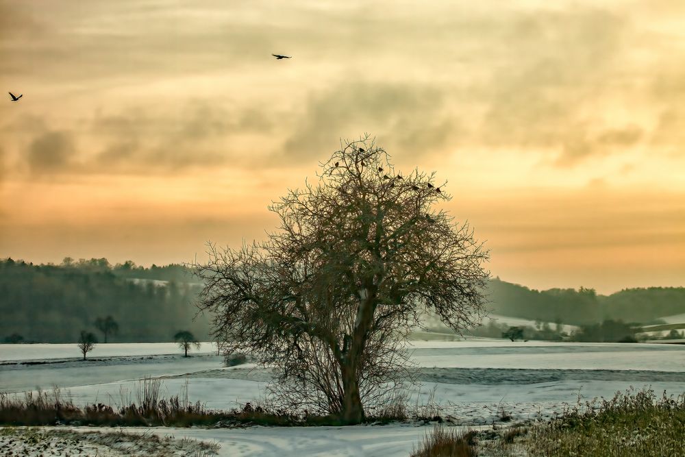 Treffpunkt Winterbaum...