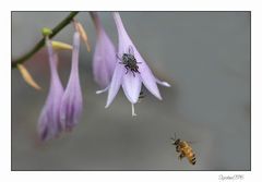 Treffpunkt...Blüte