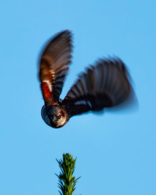 Treffsicher, Rauchschwalbe