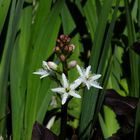  Trèfle d'eau - Menyanthes trifoliata         