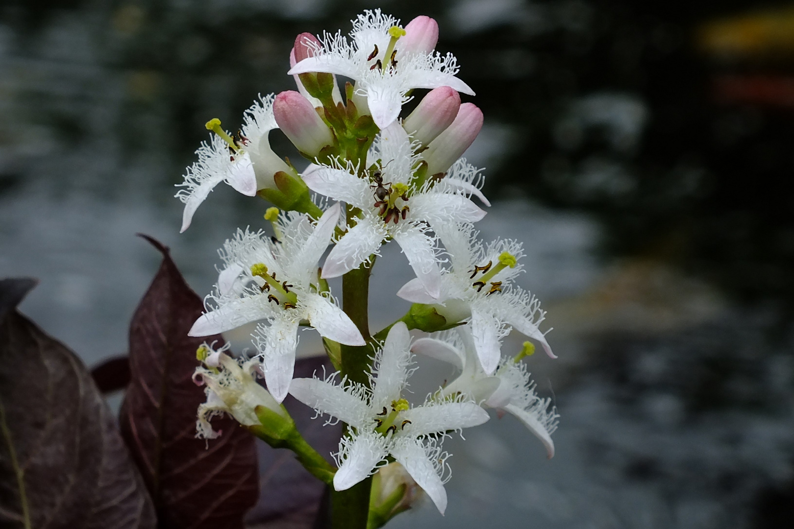 Trèfle d'eau - Menyanthes trifoliata