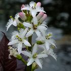 Trèfle d'eau - Menyanthes trifoliata