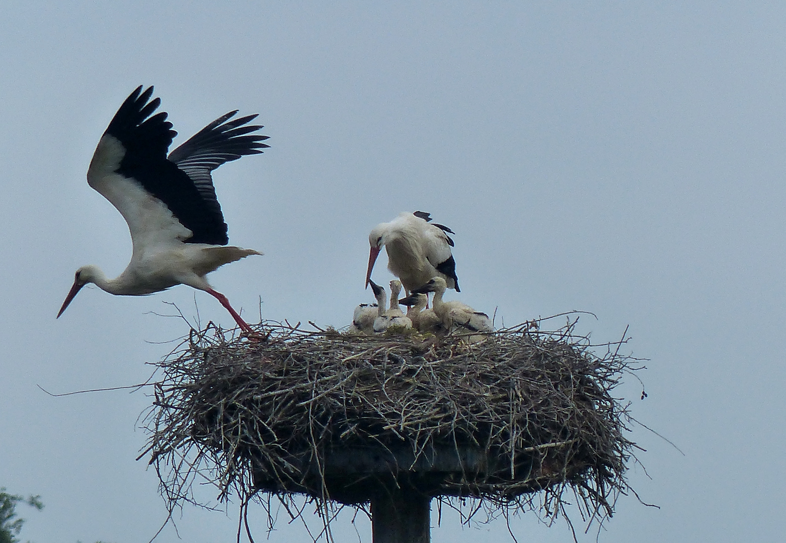 Treiben auf dem Storchenhorst in Dinker