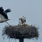 Treiben auf dem Storchenhorst in Dinker