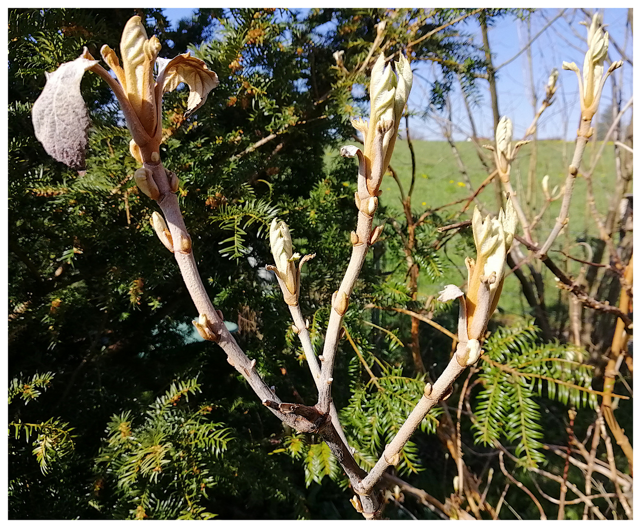 treibende Hortensie nach Spätfrost