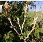 treibende Hortensie nach Spätfrost