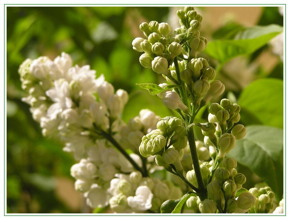 Treibender Flieder im Frühling