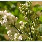 Treibender Flieder im Frühling