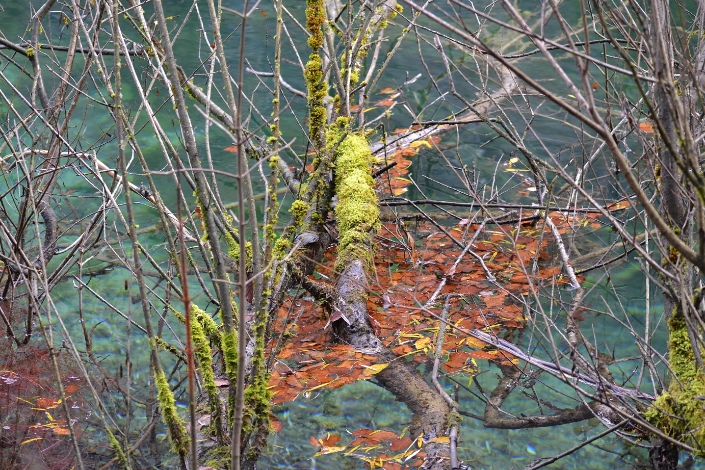 Treibendes Herbstlaub