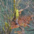 Treibendes Herbstlaub