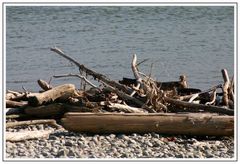 Treibgut am Bodensee