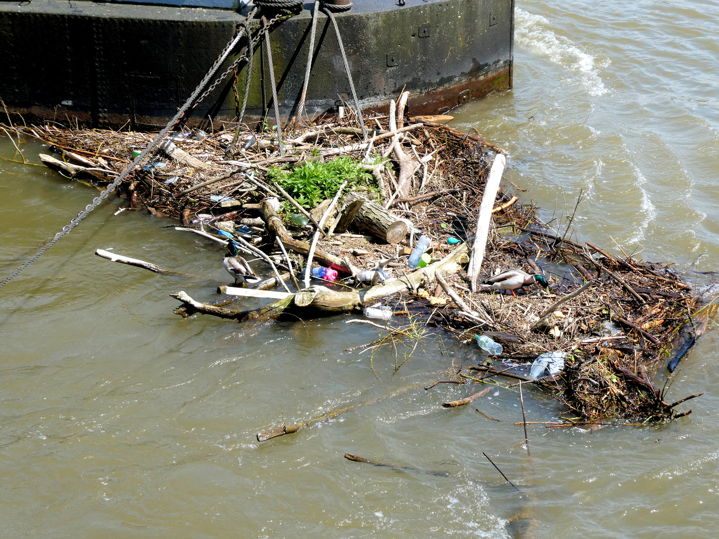 Treibgut am Rhein