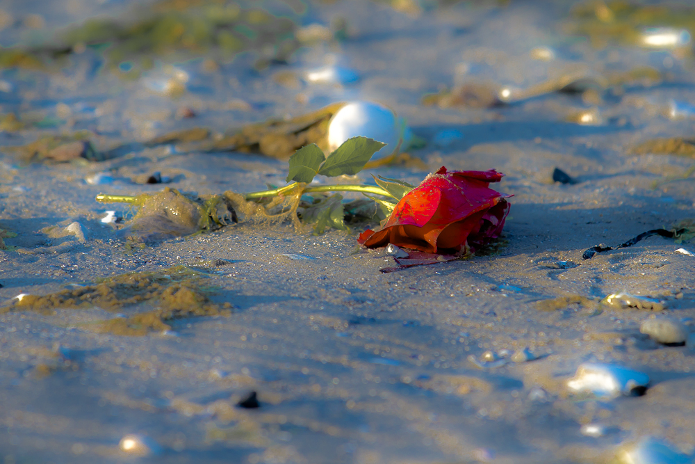 Treibgut am Strand