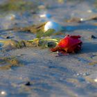 Treibgut am Strand