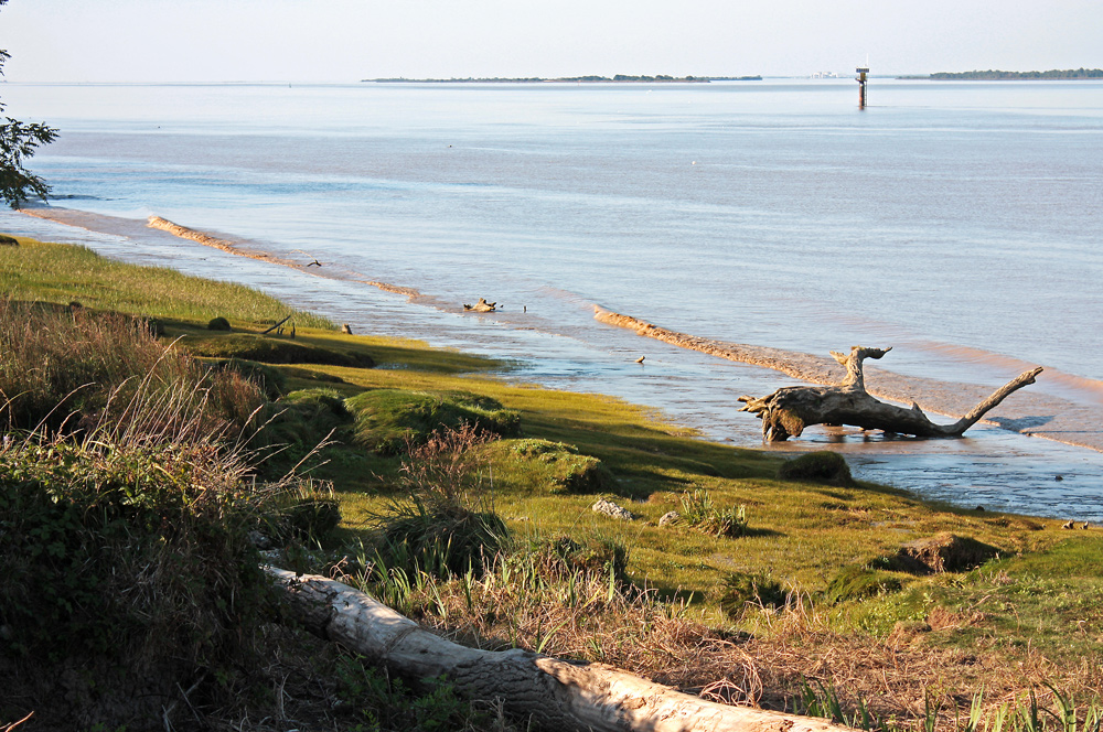 Treibgut an der Gironde!