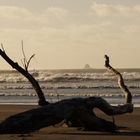 Treibgut bei Carters Beach