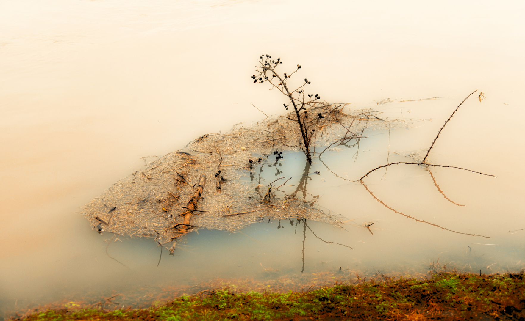 Treibgut im Hochwasser