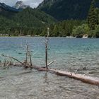 Treibgut im Plansee