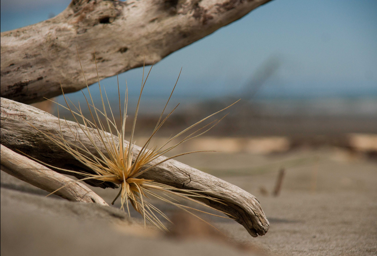 Treibgut in Neuseeland