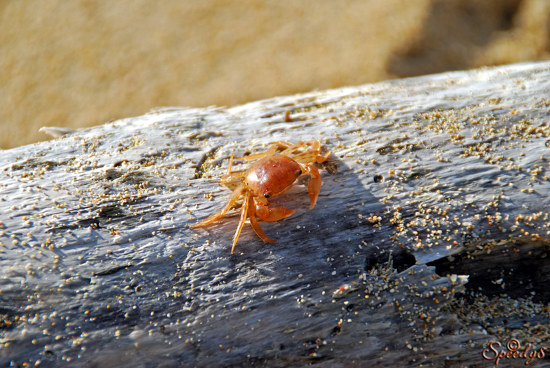 Treibgut mit Krabbe - Tronco con gamba