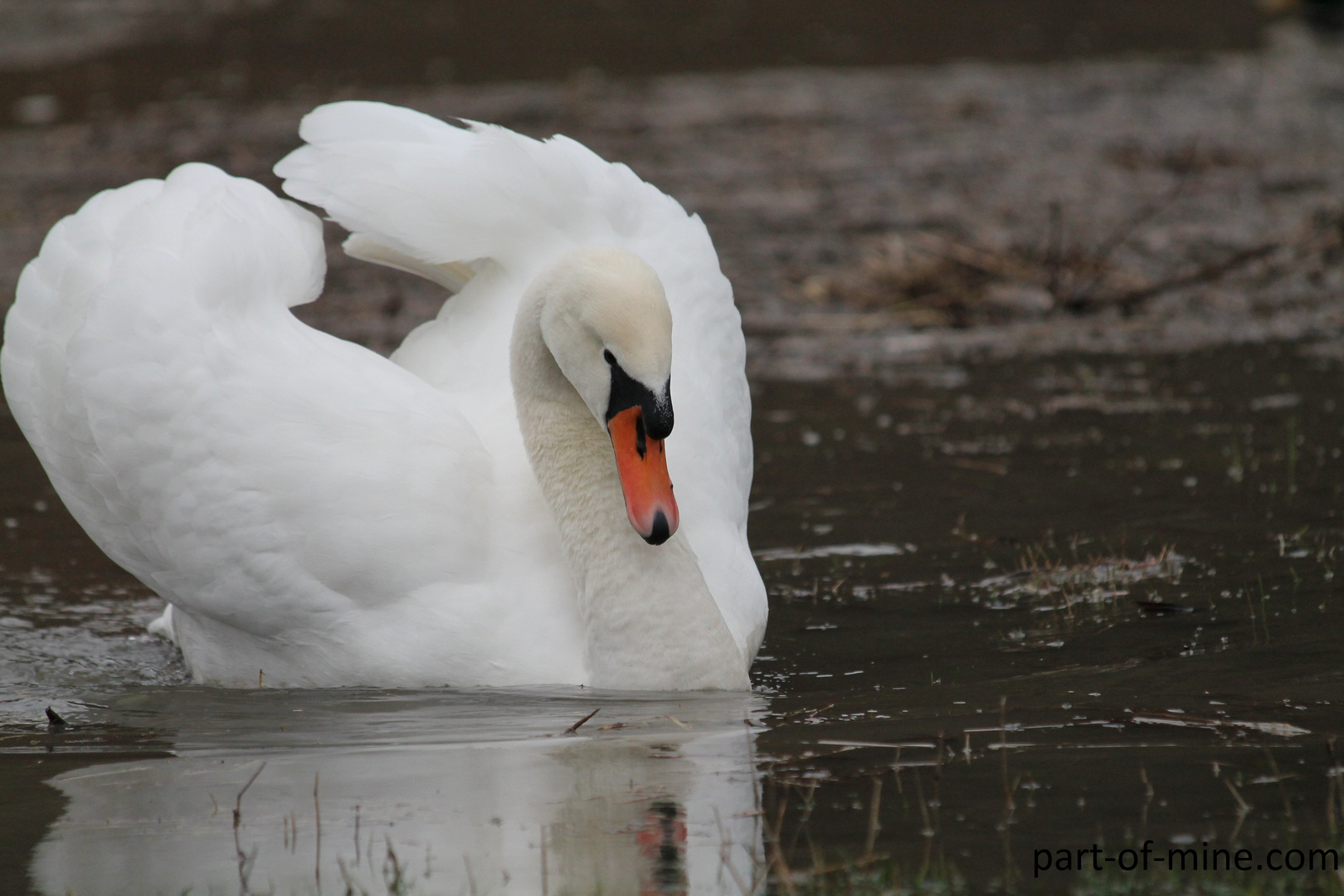 Treibgut.....swan