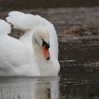 Treibgut.....swan