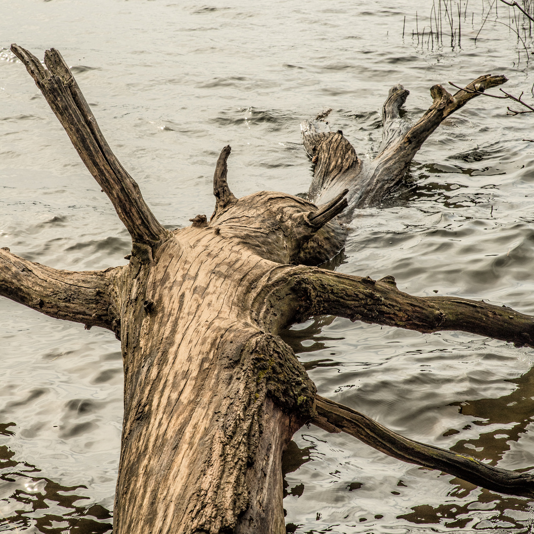 Treibholz Foto & Bild wald, wasser, bäume Bilder auf