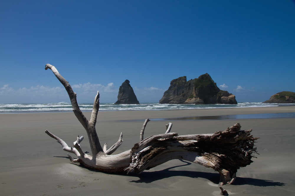 Treibholz Foto & Bild landschaft, meer & strand, natur Bilder auf