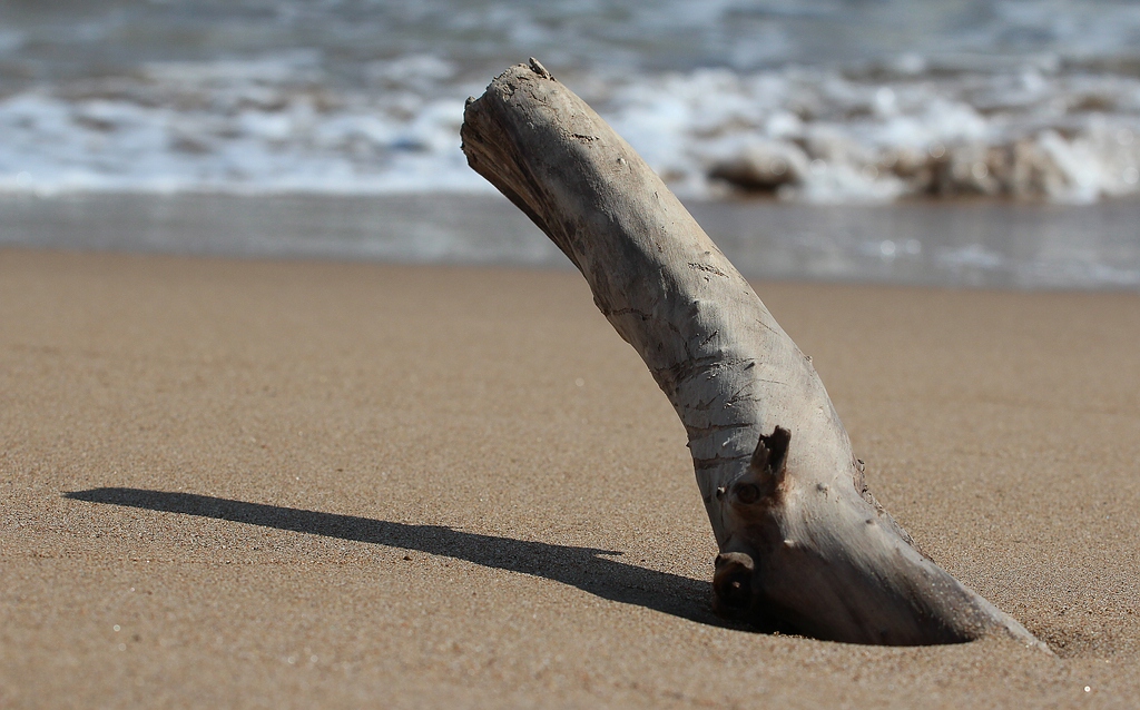 Treibholz am Strand