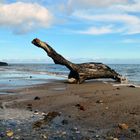 Treibholz am Strand