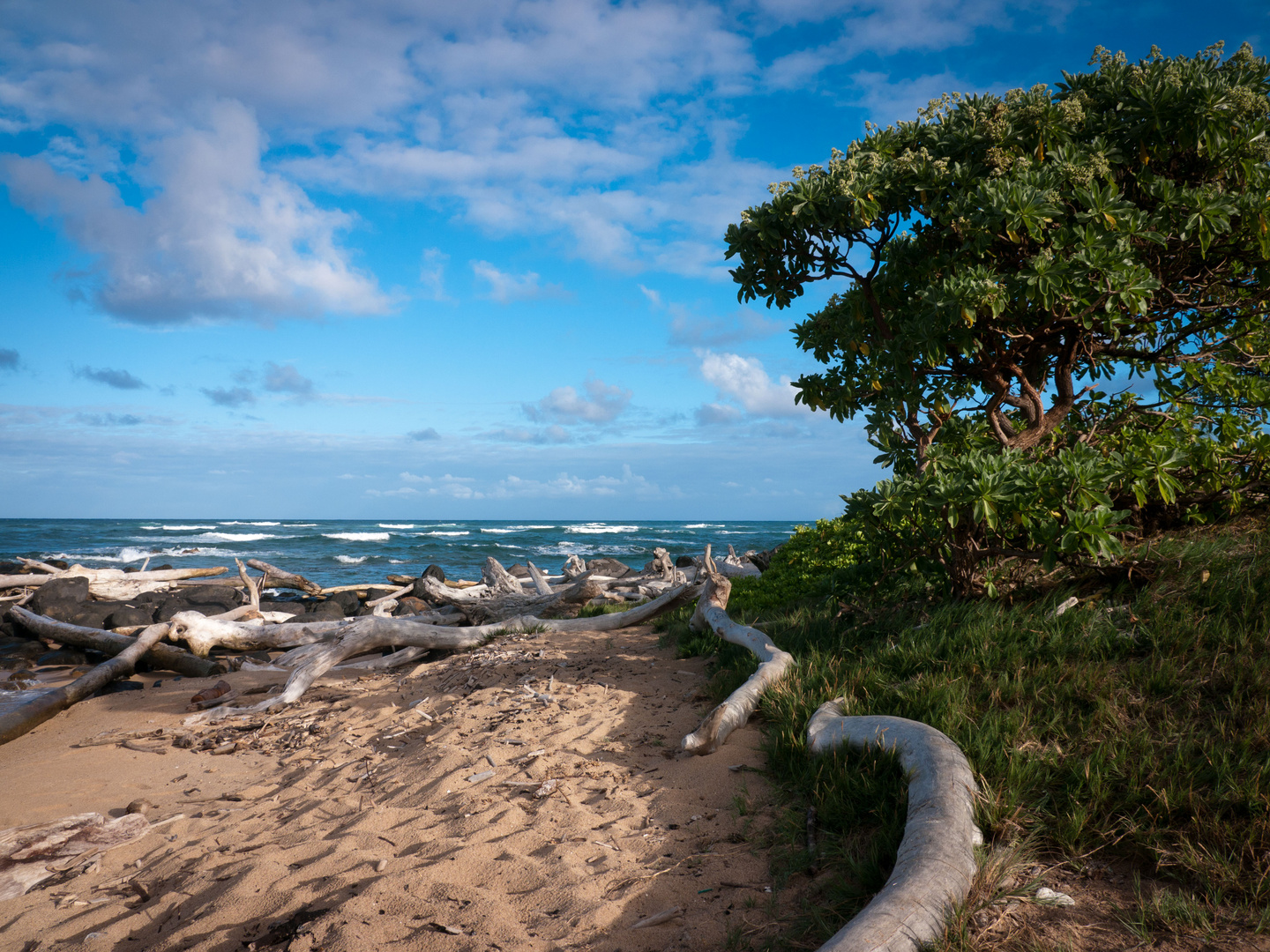 Treibholz auf Kauai