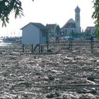 Treibholz aus den Bergen im Bodensee