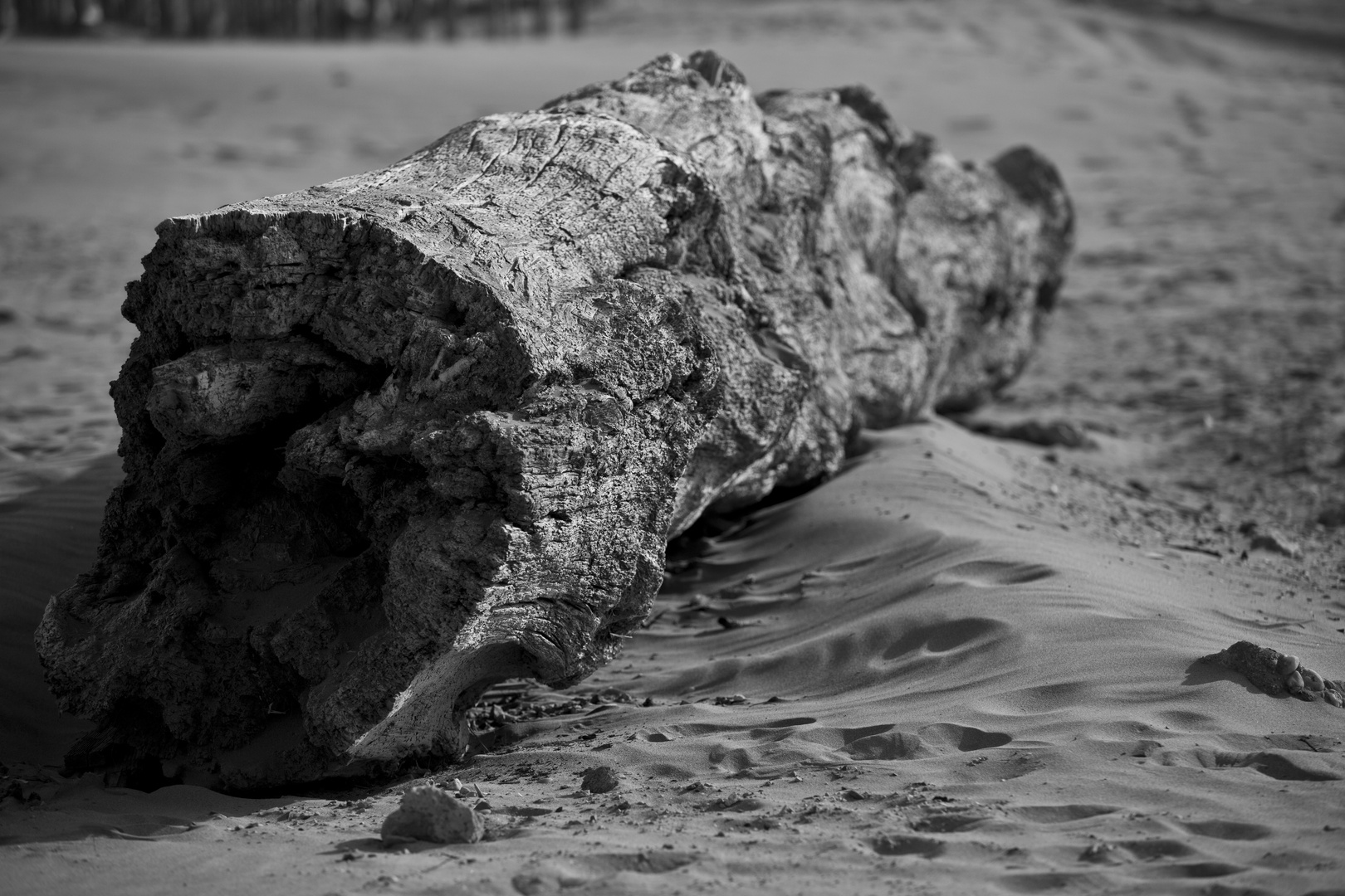 Treibholz Foto & Bild pflanzen, pilze & flechten, bäume, baumrinden