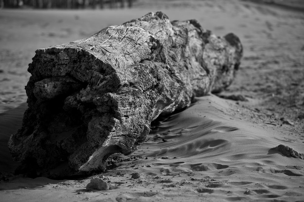 Treibholz Foto & Bild pflanzen, pilze & flechten, bäume, baumrinden,wurzeln, Äste Bilder auf