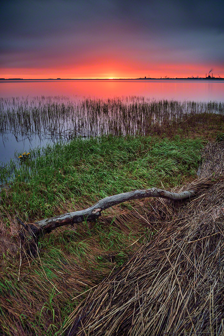 Treibholz / Driftwood