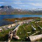 Treibholz im Furufjörður, Hornstrandir, Island.