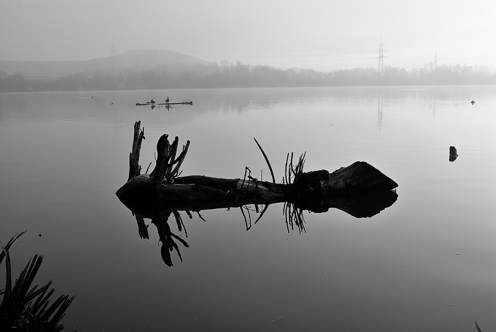 Treibholz im Harkortsee