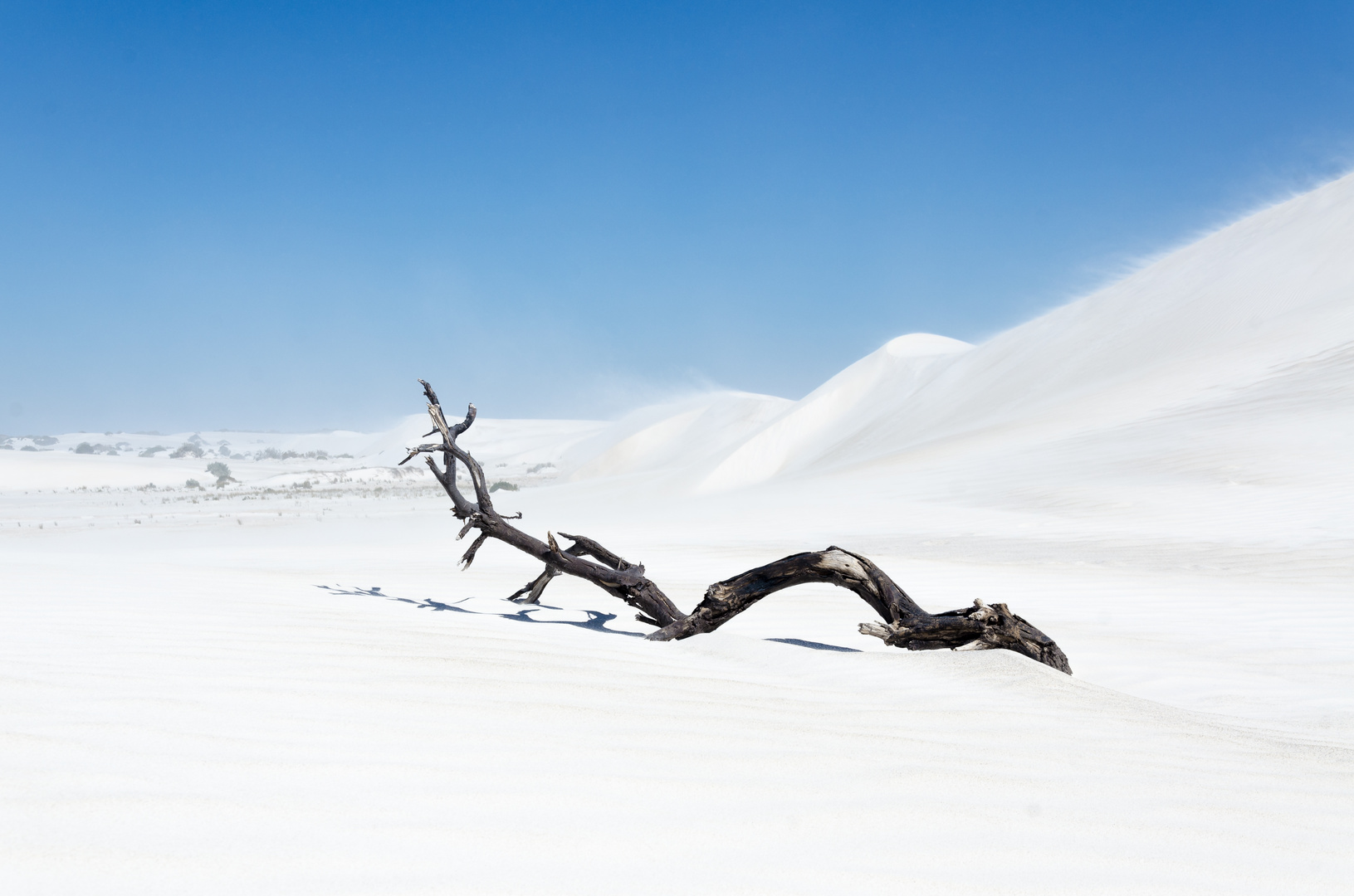 Treibholz in einem Meer aus Sand