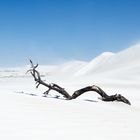 Treibholz in einem Meer aus Sand