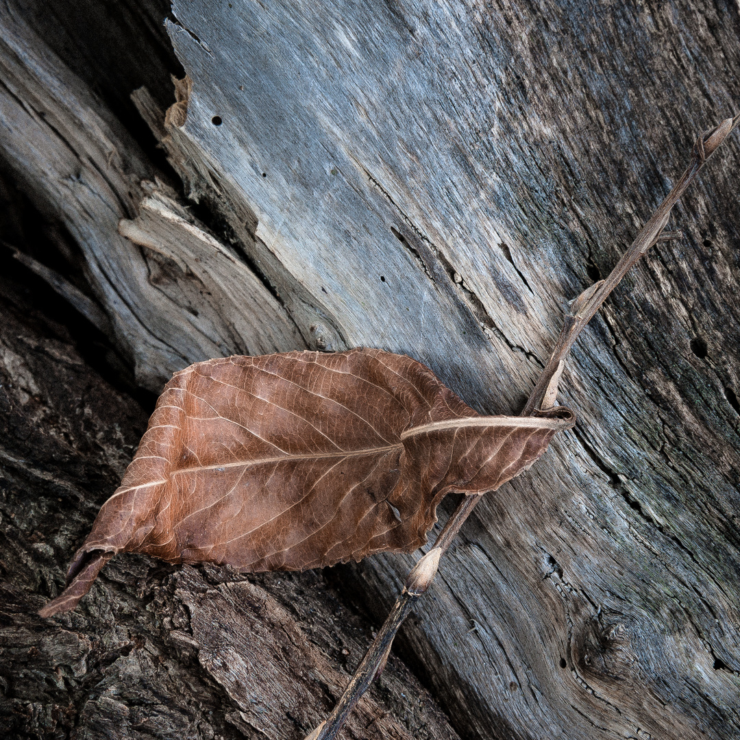 Treibholz mit Blatt