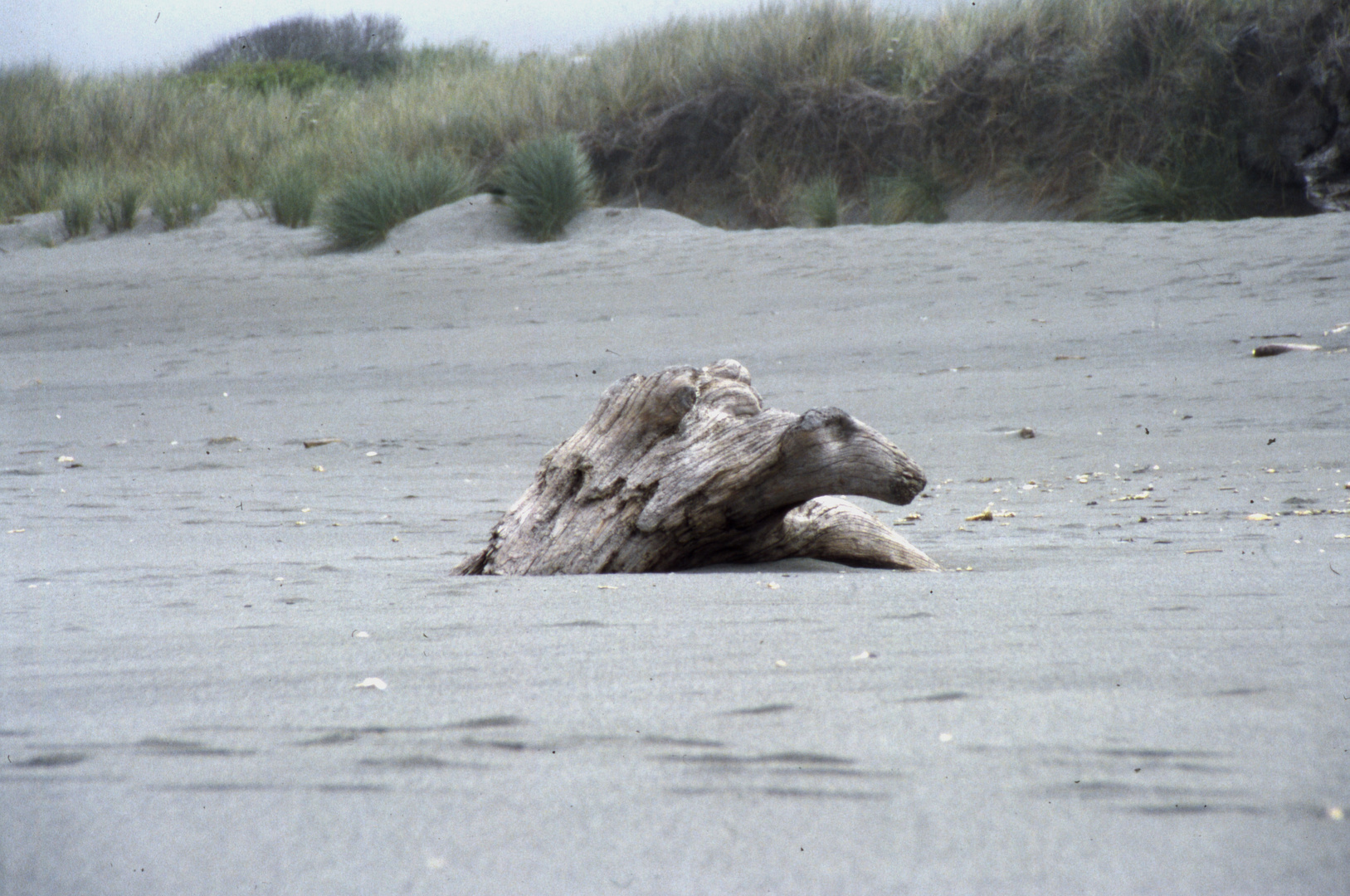 Treibholz, Schildkröte