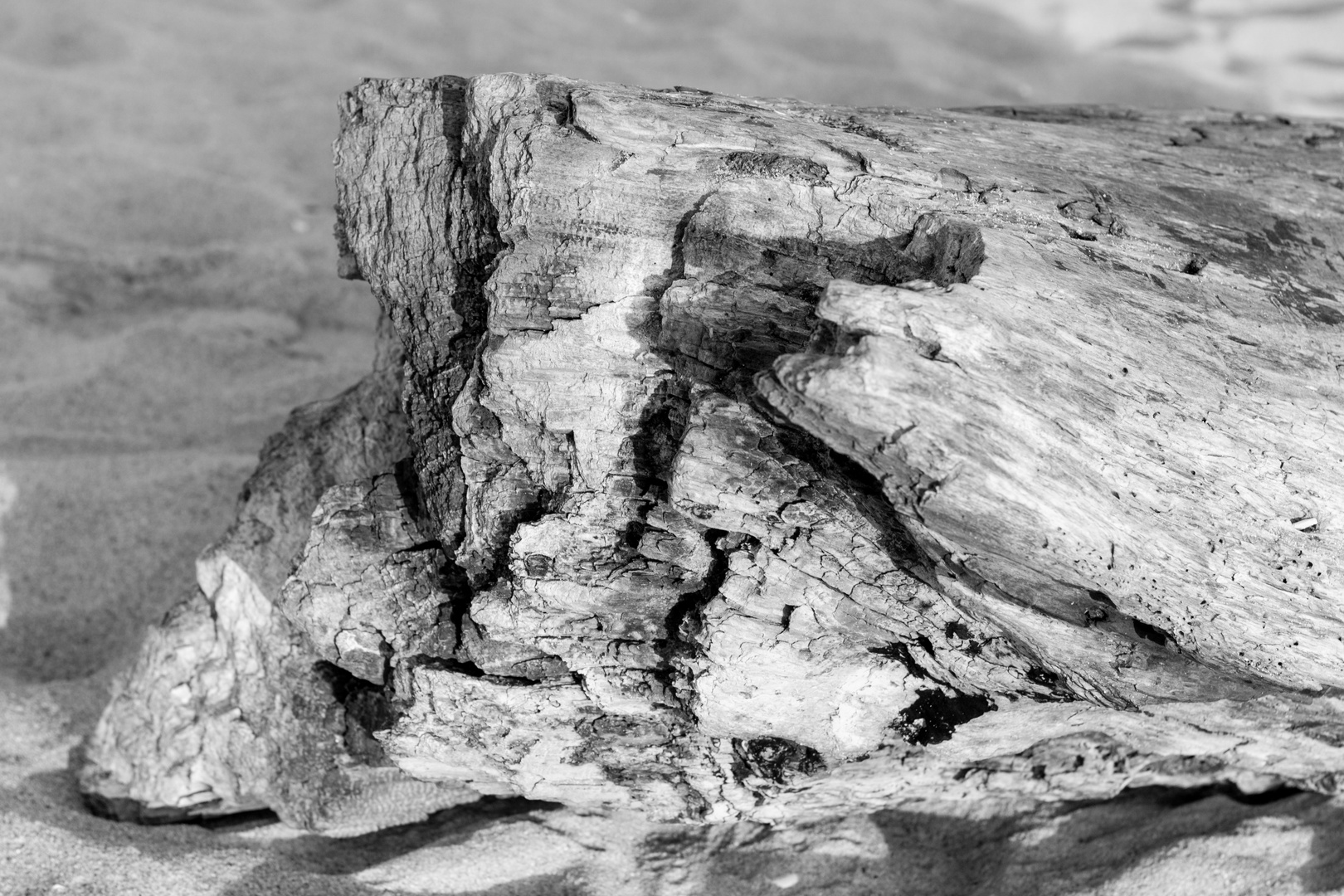 Treibholz, schönes Stück Holz am Sonnenstrand